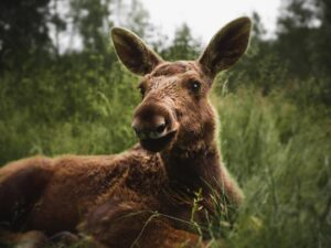 Dalslands Moose Ranch – Entré & Matningsupplevelse