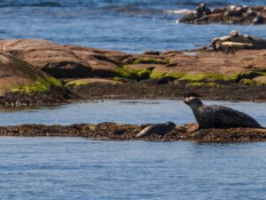 Sälsafari med guidad tur på Hallands Väderö