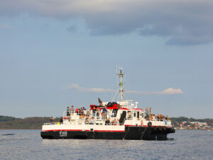 Tuna Safari i Öresund