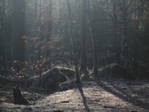 Älgsafari med kvällsfika vid elden