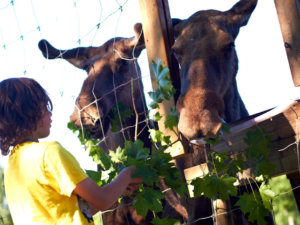 Guidad älgmatning med entré på Dalslands Aktiviteter