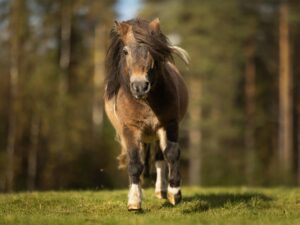 Ponnyvandring på landsbygden - 1,5 timme