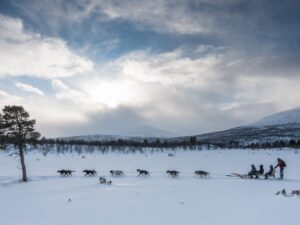 Från Abisko: Hundspannstur till Kiruna med fika