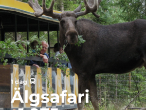 Älgsafari
