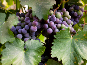 Baroloprovning | Stockholm