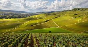 Fransk vinprovning | Stockholm