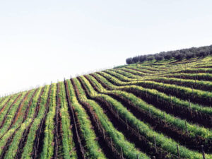 Italiensk vinprovning | Karlstad