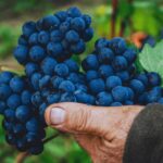 Vinprovning Italiens bästa röda – från Amarone och Chianti till Barolo och nya favoriter | Göteborg