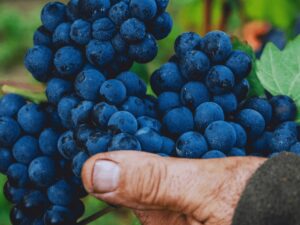 Vinprovning Italiens bästa röda – från Amarone och Chianti till Barolo och nya favoriter | Stockholm