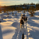 Hundspann för två