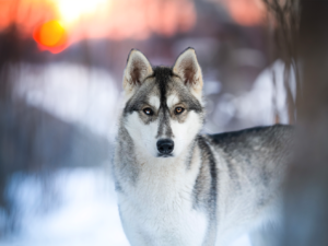 Huskyvandring barnbiljett för två