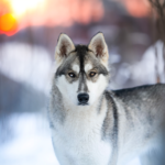 Huskyvandring för två