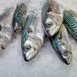 Makrillfiske
