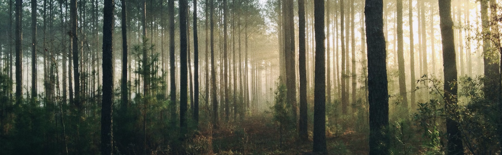 Aktiviteter i skog & natur